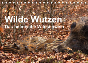 Wilde Wutzen. Das heimische Wildschwein (Tischkalender 2023 DIN A5 quer) von von Düren,  Alexander