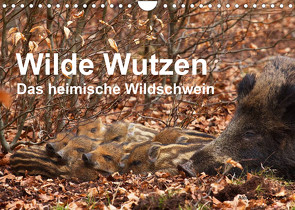 Wilde Wutzen. Das heimische Wildschwein (Wandkalender 2023 DIN A4 quer) von von Düren,  Alexander