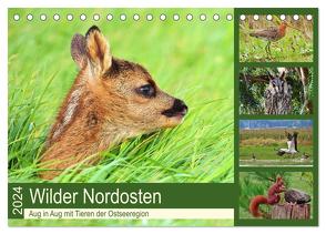 Wilder Nordosten – Aug in Aug mit Tieren der Ostseeregion (Tischkalender 2024 DIN A5 quer), CALVENDO Monatskalender von Schaack,  René