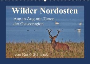 Wilder Nordosten – Aug in Aug mit Tieren der Ostseeregion (Wandkalender 2018 DIN A2 quer) von Schaack,  René