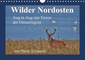 Wilder Nordosten – Aug in Aug mit Tieren der Ostseeregion (Wandkalender 2018 DIN A4 quer) von Schaack,  René