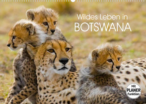 Wildes Leben in Botswana (Wandkalender 2023 DIN A2 quer) von Stanzer,  Elisabeth