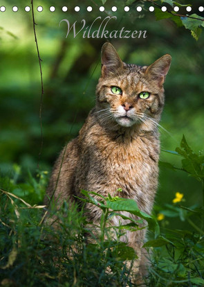 Wildkatzen – scheue Jäger (Tischkalender 2023 DIN A5 hoch) von the Snow Leopard,  Cloudtail