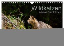 Wildkatzen – scheue Samtpfoten (Wandkalender 2024 DIN A4 quer), CALVENDO Monatskalender von the Snow Leopard,  Cloudtail