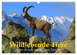 Wildlebende Tiere in den Bergen und Wäldern Europas (Wandkalender 2024 DIN A3 quer), CALVENDO Monatskalender von Stanzer,  Elisabeth