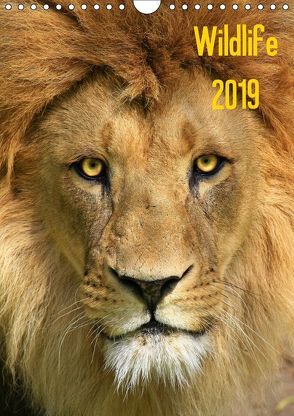 Wildlife 2019 (Wandkalender 2019 DIN A4 hoch) von Klingebiel,  Jens