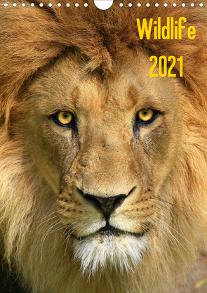 Wildlife 2021 (Wandkalender 2021 DIN A4 hoch) von Klingebiel,  Jens