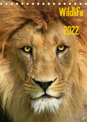 Wildlife 2022 (Tischkalender 2022 DIN A5 hoch) von Klingebiel,  Jens