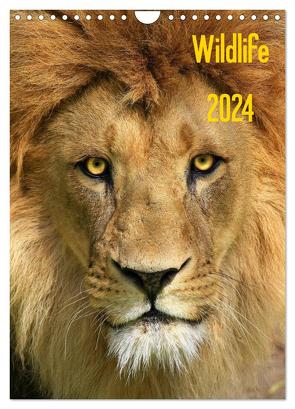 Wildlife 2024 (Wandkalender 2024 DIN A4 hoch), CALVENDO Monatskalender von Klingebiel,  Jens