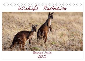 Wildlife Australien (Tischkalender 2024 DIN A5 quer), CALVENDO Monatskalender von Müller,  Reinhard