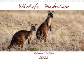 Wildlife Australien (Wandkalender 2022 DIN A3 quer) von Müller,  Reinhard