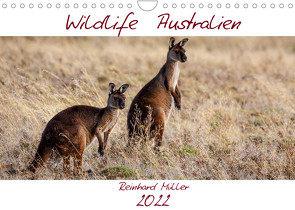 Wildlife Australien (Wandkalender 2022 DIN A4 quer) von Müller,  Reinhard