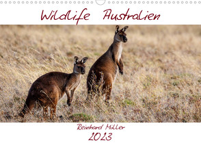 Wildlife Australien (Wandkalender 2023 DIN A3 quer) von Müller,  Reinhard