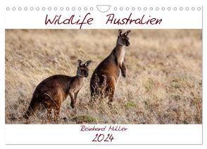 Wildlife Australien (Wandkalender 2024 DIN A4 quer), CALVENDO Monatskalender von Müller,  Reinhard