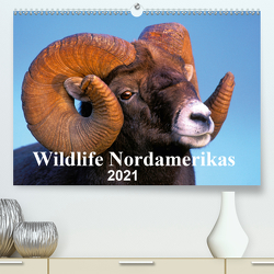 Wildlife Nordamerikas 2021 (Premium, hochwertiger DIN A2 Wandkalender 2021, Kunstdruck in Hochglanz) von KOPFLE,  ROLF