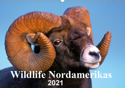 Wildlife Nordamerikas 2021 (Wandkalender 2021 DIN A2 quer) von KOPFLE,  ROLF