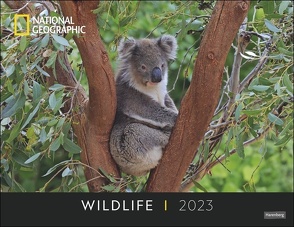 Wildlife Posterkalender National Geographic 2023. Faszinierender großformatiger Kalender mit Tierfotos von weltweiten Expeditionen. Hochwertiger Fotokalender für Naturfreunde. von Harenberg