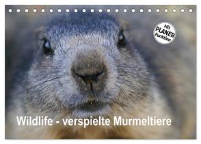 Wildlife – Verspielte Murmeltiere (Tischkalender 2024 DIN A5 quer), CALVENDO Monatskalender von Michel / CH,  Susan