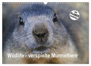 Wildlife – Verspielte Murmeltiere (Wandkalender 2024 DIN A3 quer), CALVENDO Monatskalender von Michel / CH,  Susan