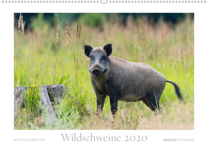 Wildschweine 2020 (Wandkalender 2020 DIN A2 quer) von Breuer,  Michael