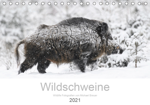 Wildschweine 2021 (Tischkalender 2021 DIN A5 quer) von Breuer,  Michael