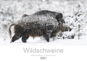 Wildschweine 2021 (Wandkalender 2021 DIN A2 quer) von Breuer,  Michael