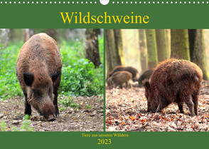 Wildschweine – Tiere aus unseren Wäldern (Wandkalender 2023 DIN A3 quer) von Klatt,  Arno