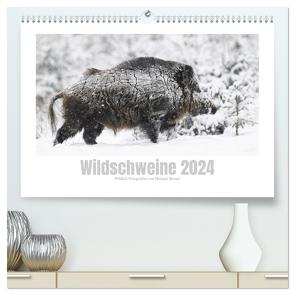 Wildschweine – Wildlife Fotografien (hochwertiger Premium Wandkalender 2024 DIN A2 quer), Kunstdruck in Hochglanz von Breuer,  Michael