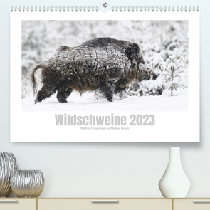 Wildschweine – Wildlife Fotografien (Premium, hochwertiger DIN A2 Wandkalender 2023, Kunstdruck in Hochglanz) von Breuer,  Michael