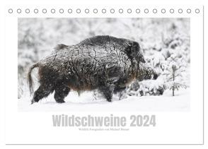 Wildschweine – Wildlife Fotografien (Tischkalender 2024 DIN A5 quer), CALVENDO Monatskalender von Breuer,  Michael