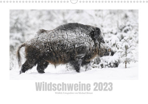 Wildschweine – Wildlife Fotografien (Wandkalender 2023 DIN A3 quer) von Breuer,  Michael