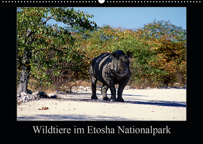 Wildtiere im Etosha Nationalpark (Wandkalender 2020 DIN A2 quer) von Steenblock,  Ewald