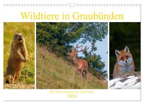 Wildtiere in Graubünden. Die Natur entdecken mit Jürg Plattner (Wandkalender 2024 DIN A3 quer), CALVENDO Monatskalender von Plattner,  Jürg