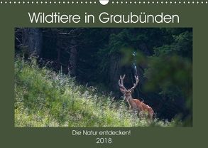 Wildtiere in Graubünden – Die Natur entdecken! (Wandkalender 2018 DIN A3 quer) von Jürg Plattner,  www.naturfoto-plattner.ch