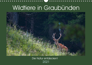 Wildtiere in Graubünden – Die Natur entdecken! (Wandkalender 2021 DIN A3 quer) von Jürg Plattner,  www.naturfoto-plattner.ch