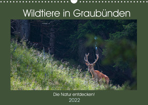 Wildtiere in Graubünden – Die Natur entdecken! (Wandkalender 2022 DIN A3 quer) von Jürg Plattner,  www.naturfoto-plattner.ch