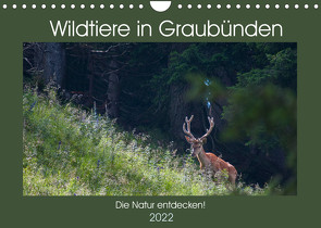 Wildtiere in Graubünden – Die Natur entdecken! (Wandkalender 2022 DIN A4 quer) von Jürg Plattner,  www.naturfoto-plattner.ch