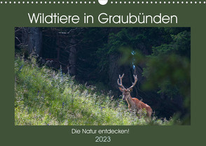 Wildtiere in Graubünden – Die Natur entdecken! (Wandkalender 2023 DIN A3 quer) von Jürg Plattner,  www.naturfoto-plattner.ch