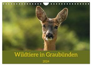 Wildtiere in Graubünden (Wandkalender 2024 DIN A4 quer), CALVENDO Monatskalender von Plattner,  Jürg