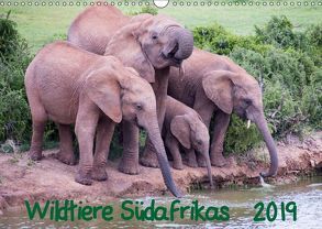 Wildtiere Südafrikas / Geburtstagskalender (Wandkalender 2019 DIN A3 quer) von Beringer,  Robert