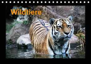 Wildtiere (Tischkalender 2021 DIN A5 quer) von Knof,  Claudia, www.cknof.de