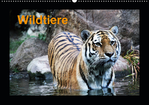 Wildtiere (Wandkalender 2021 DIN A2 quer) von Knof,  Claudia, www.cknof.de