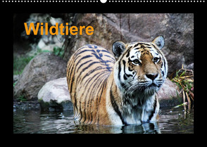 Wildtiere (Wandkalender 2022 DIN A2 quer) von Knof,  Claudia, www.cknof.de