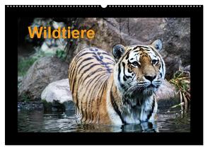 Wildtiere (Wandkalender 2024 DIN A2 quer), CALVENDO Monatskalender von Knof,  www.cknof.de,  Claudia