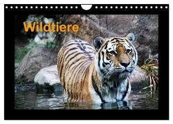 Wildtiere (Wandkalender 2024 DIN A4 quer), CALVENDO Monatskalender von Knof,  www.cknof.de,  Claudia