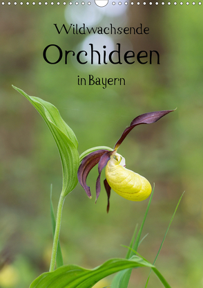 Wildwachsende Orchideen in Bayern (Wandkalender 2021 DIN A3 hoch) von Birzer,  Christian