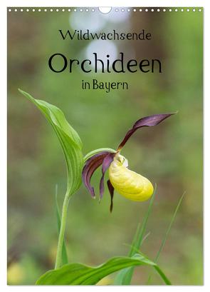 Wildwachsende Orchideen in Bayern (Wandkalender 2024 DIN A3 hoch), CALVENDO Monatskalender von Birzer,  Christian