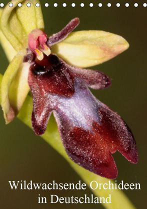 Wildwachsende Orchideen in Deutschland (Tischkalender 2019 DIN A5 hoch) von Erlwein,  Winfried