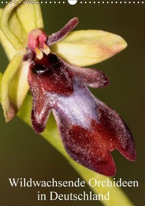 Wildwachsende Orchideen in Deutschland (Wandkalender 2018 DIN A3 hoch) von Erlwein,  Winfried