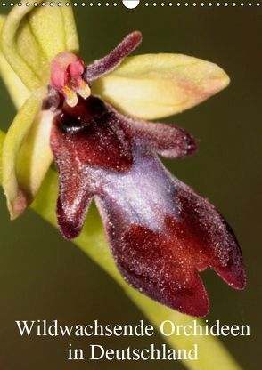 Wildwachsende Orchideen in Deutschland (Wandkalender 2019 DIN A3 hoch) von Erlwein,  Winfried